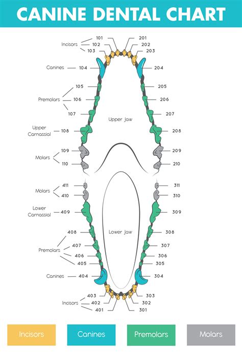 Chart Of Dogs Teeth