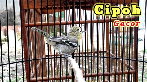 Cipoh Gacor