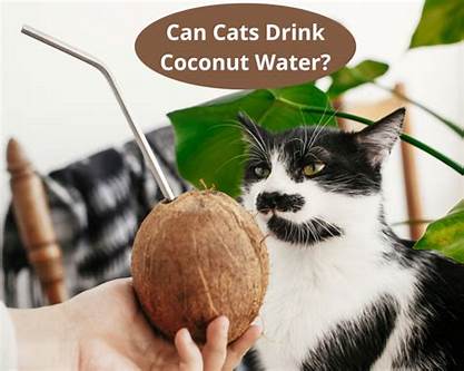 kucing minum air kelapa