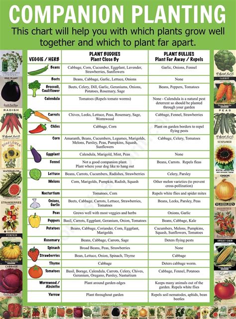 Companion Vegetables Chart