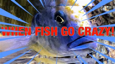 crazyfishgoescrazy Onlyfans Leak 36 PPV
