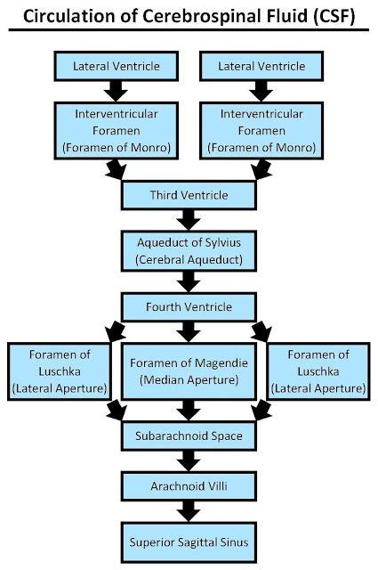 Csf Flow Chart