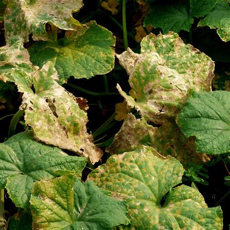 cucumber pests and diseases