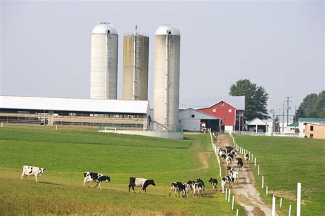 dairy farm fields landscape