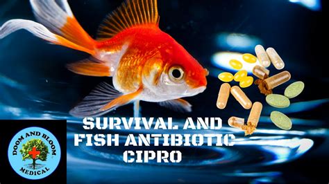 dangers of fish antibiotics