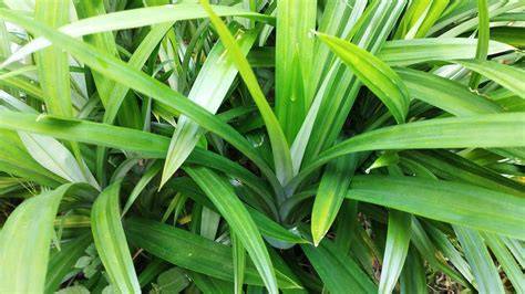 daun pandan
