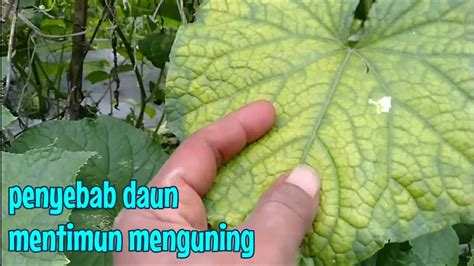 daun timun menguning