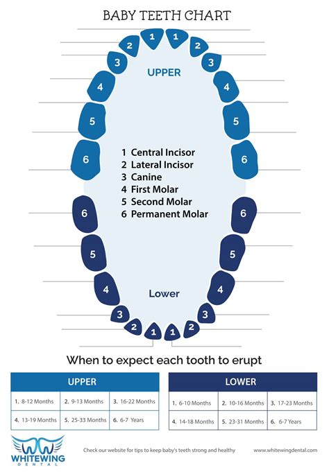 Dental Chart Of Teeth Numbers
