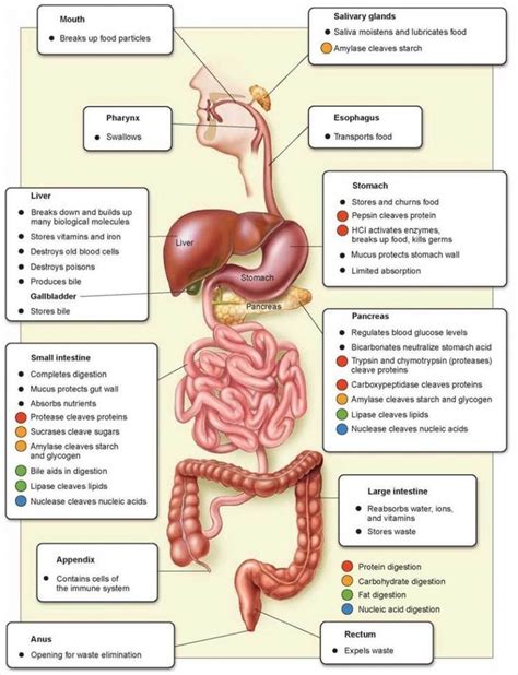 Digestive System Flow Chart