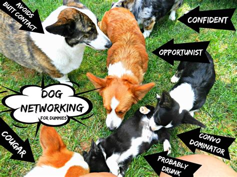 Dog Community and Networking