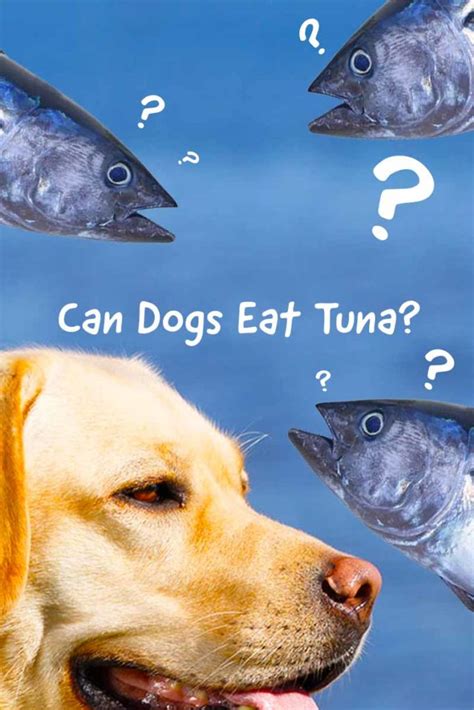 dog eating tuna fish