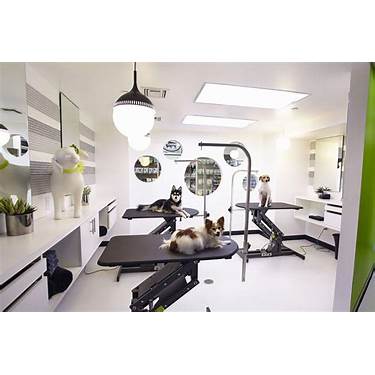 dog grooming salon interior design natural light