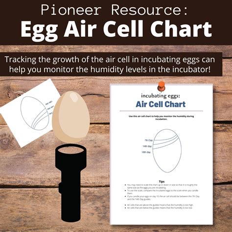 Egg Air Cell Chart