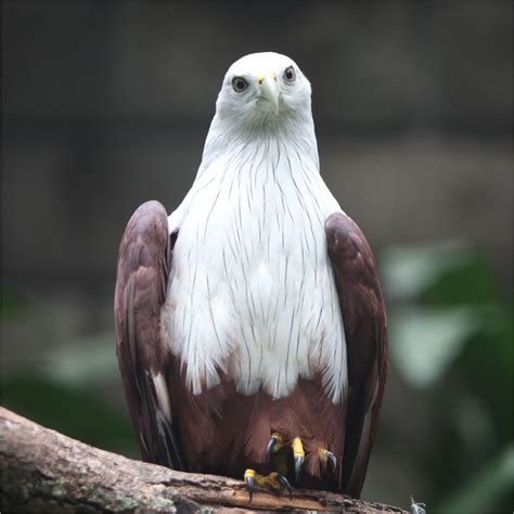 Elang
