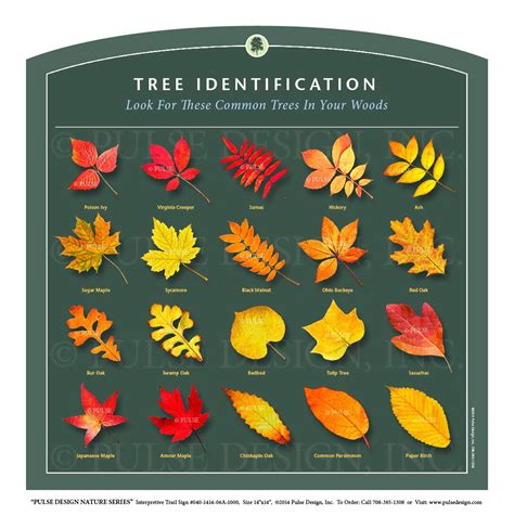 Fall Leaf Identification Chart