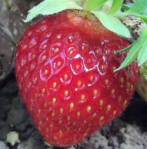 ferme ode à Condorcet