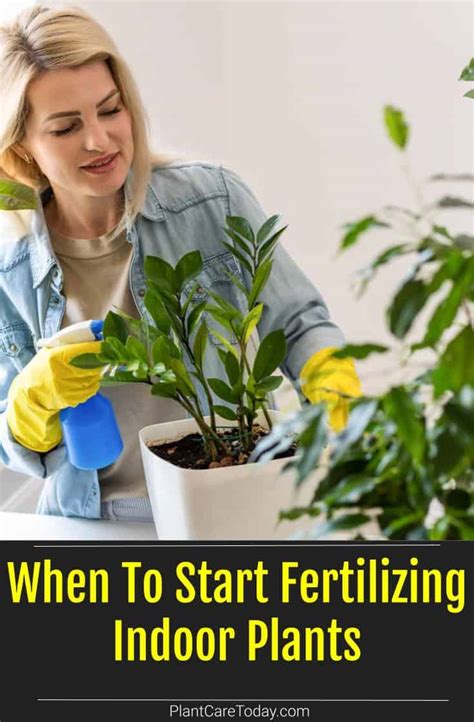 Fertilizing Indoor Plants