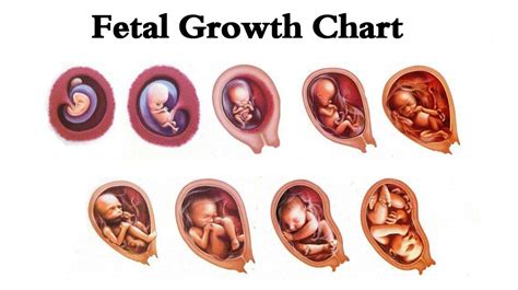 Fetus Growth Chart