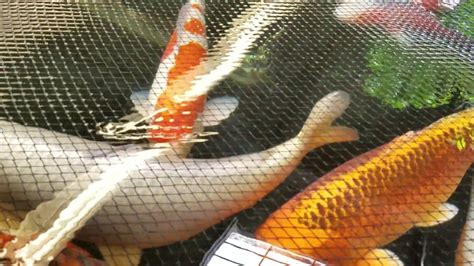 How to find a reliable online koi fish store