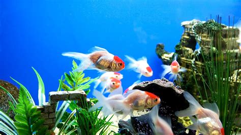 Caring for your fish at home