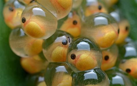 Fish Eggs
