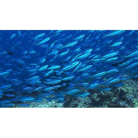 fish population in ocean