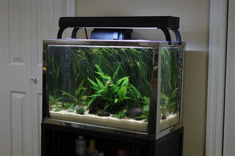 fish species for 20 gallon tank