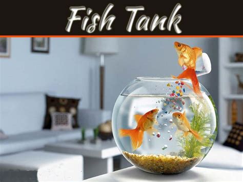 Benefits of discounted fish tank