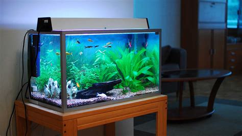 fish tank for novice pet owners