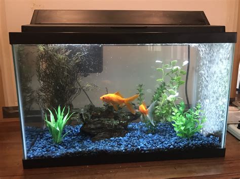 fish tank set up