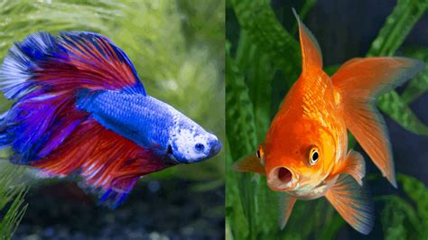 Fish That Can Live with Goldfish