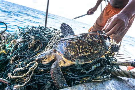 Reducing Bycatch