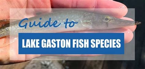 fishing license Lake Gaston
