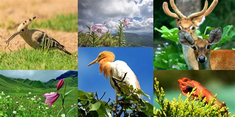 Keanekaragaman Flora dan Fauna