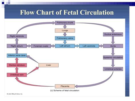 Foetal Circulation Flow Chart
