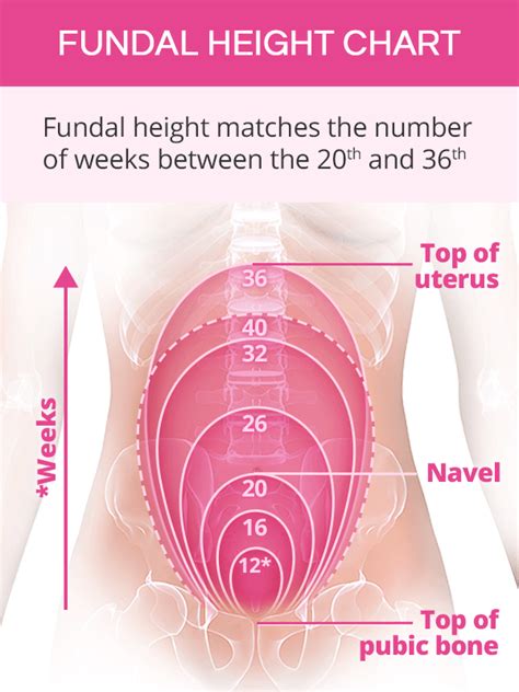 Fundal Length Chart