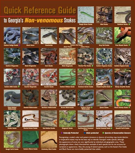 Georgia Snake Identification Chart