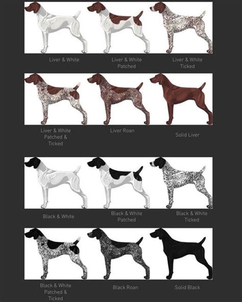 German Shorthaired Pointer Color Chart