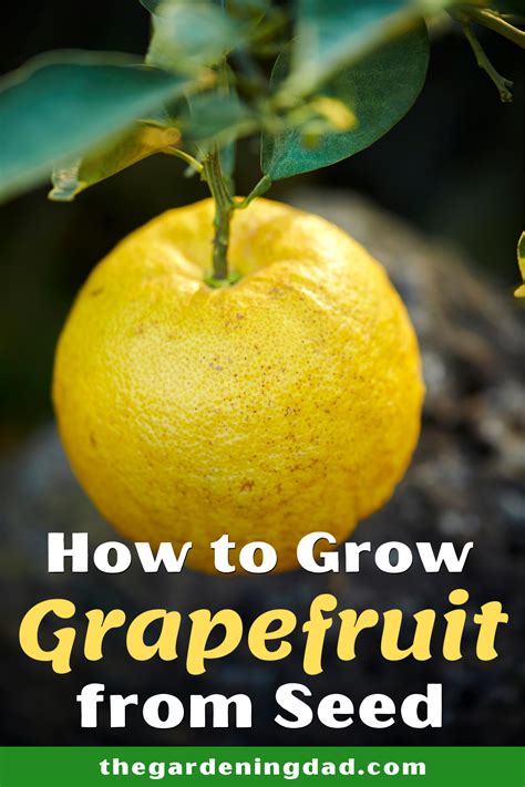 grapefruit harvesting tips
