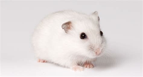 hamster Winter White