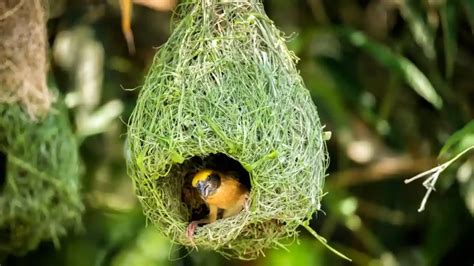 Hanging Nest