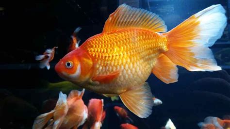 healthy goldfish