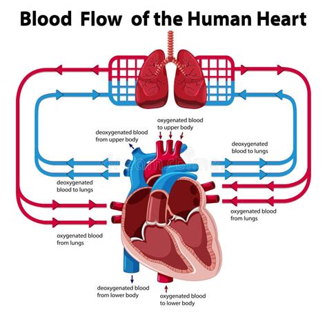 Heart Blood Flow Chart