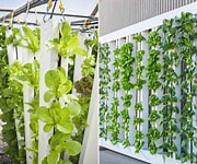 herbs hydroponic system