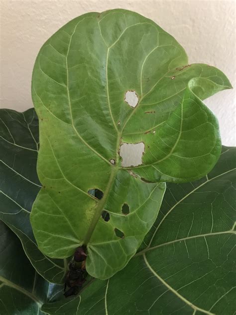 Holes in leaves plants