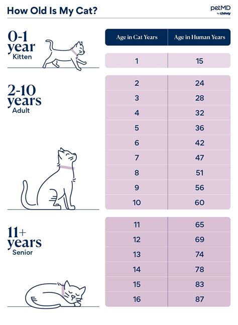 How Old Is Your Cat Chart