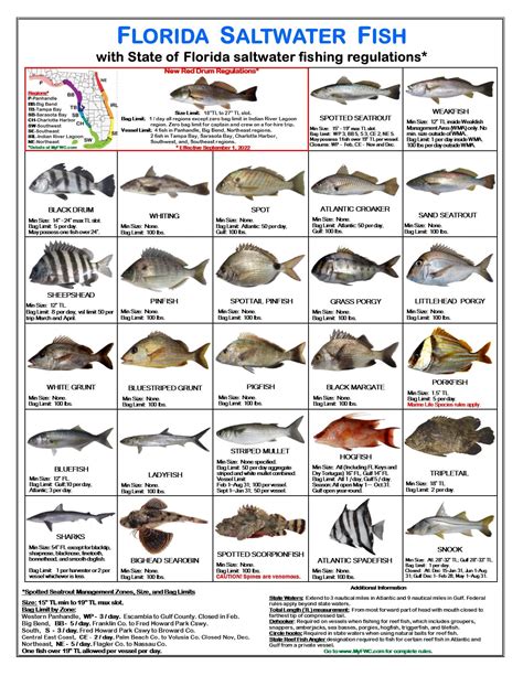 How to Use Saltwater Fish Identifier