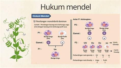 Hukum Mendel
