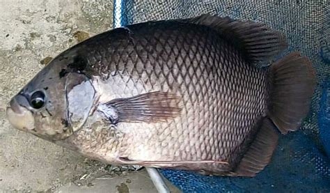 gambar ikan gurame di Indonesia