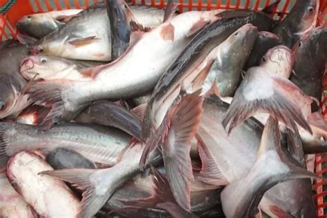 Khasiat Ikan Patin: Apa yang Perlu Anda Ketahui?